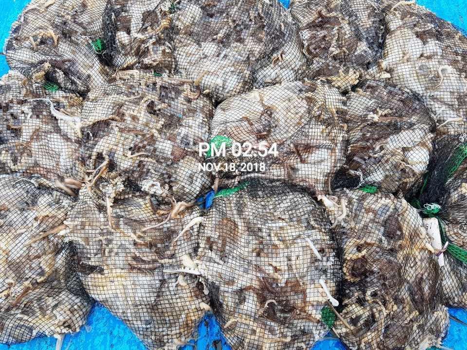 11월18일 장진호 쭈꾸미&갑오징어 망태기조황!!