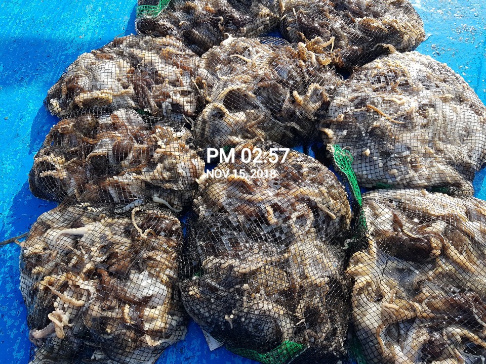 11월15일 장진호 쭈꾸미 망태기 조황!!