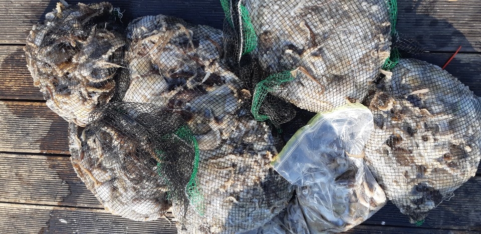 11월14일 승리호 쭈꾸미&갑오징어 망태기 조황!!