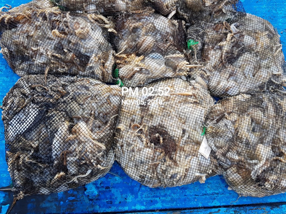 11월5일 장진호 쭈꾸미&갑오징어 망태기 조황입니다!!