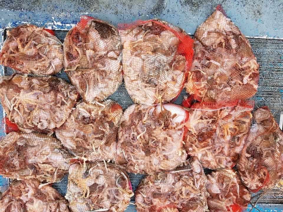 11월17일 청길호 쭈꾸미&갑오징어 망태기 조황!!