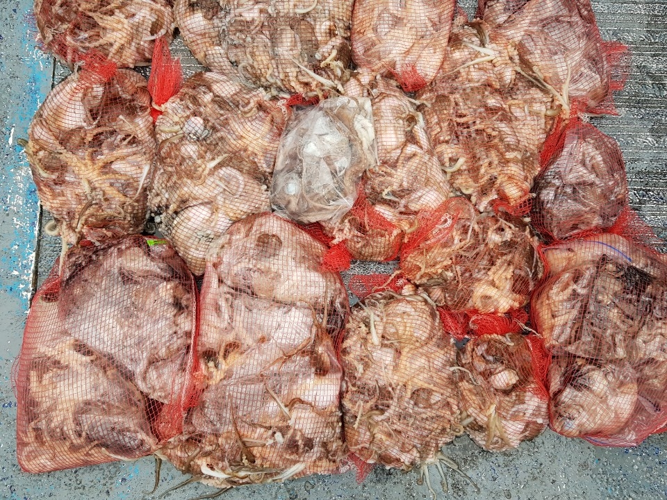 11월18일 청길호 쭈꾸미&갑오징어 망태기 조황!!