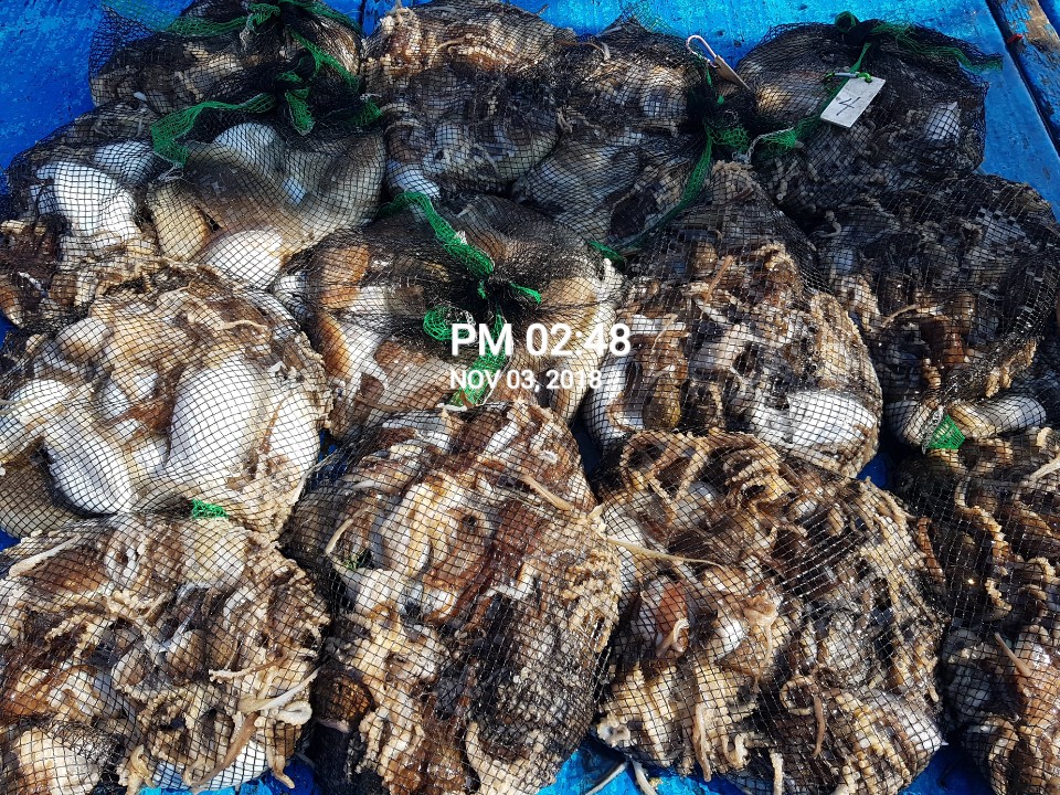 11월3일 장진호 갑오징어&쭈꾸미 망태기 조황!!