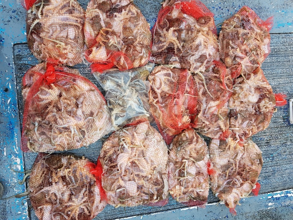 11월12일 청길호 (홍원항 요포선단) 쭈꾸미 망태기 조황!!