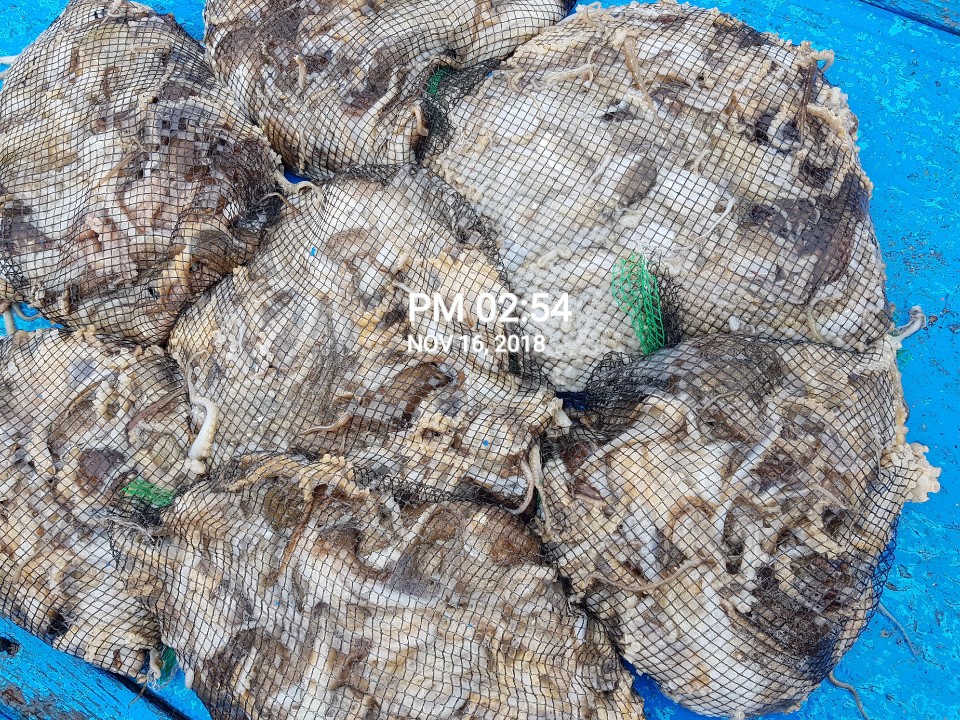 11월16일 장진호 쭈꾸미&갑오징어 망태기 조황!!