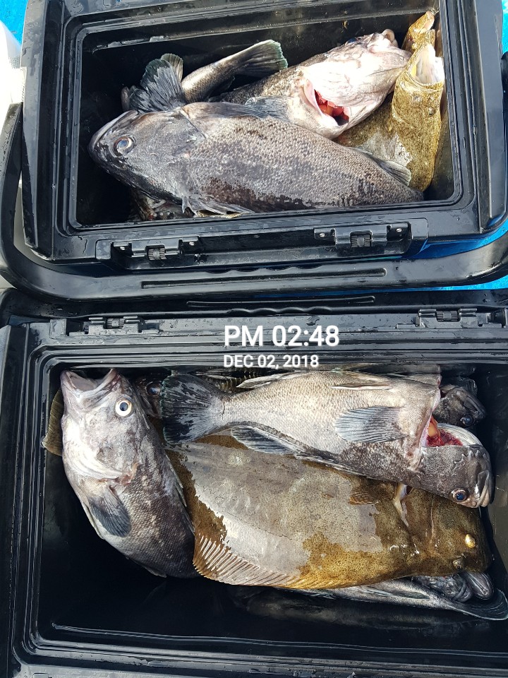 12월2일 장진호 왕우럭&광어 쿨러 조황입니다!!