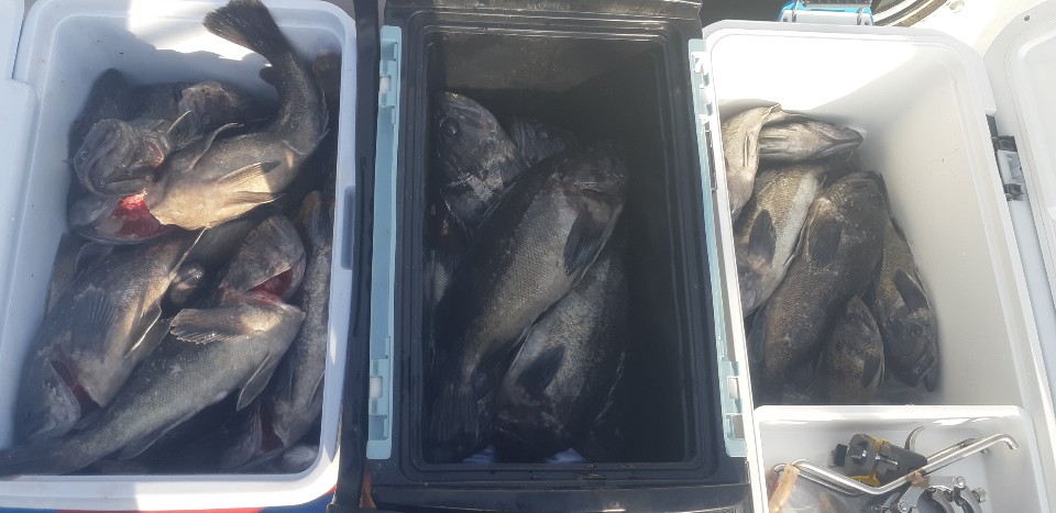 12월1일 승리호 왕우럭&광어 쿨러조황!!