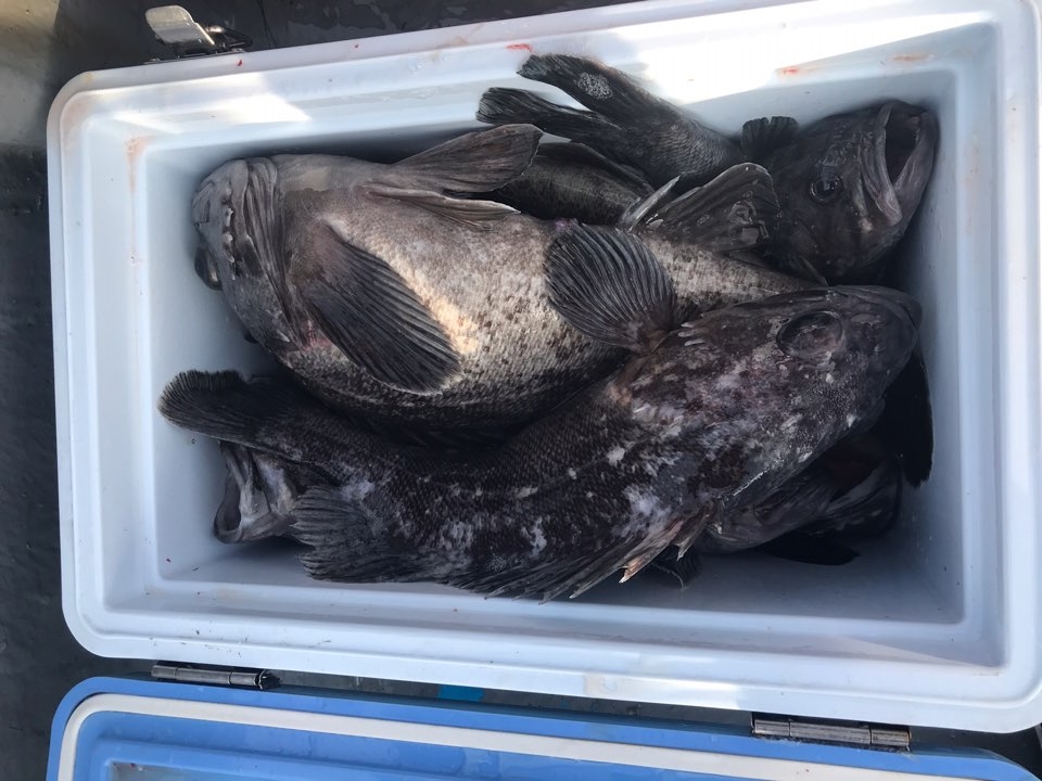 12월1일 한울피싱 광어&우럭 조황!!