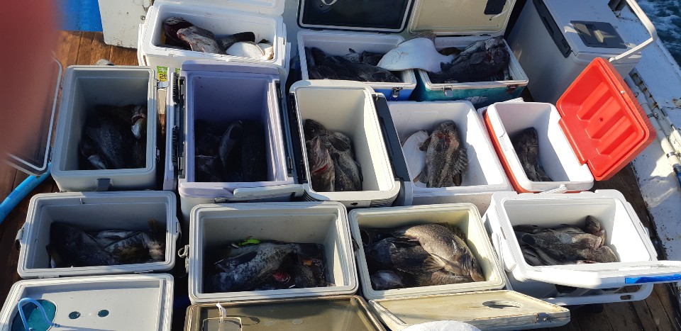 12월20일 승리호 왕우럭&광어 쿨러 조황!!