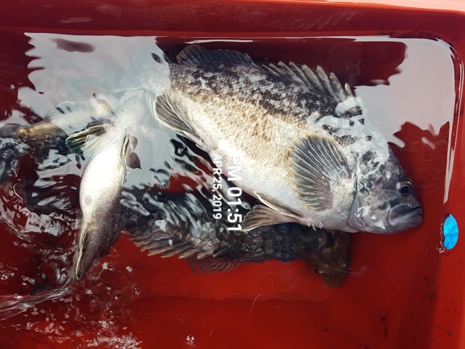 4월25일 장진호 우럭조황!!