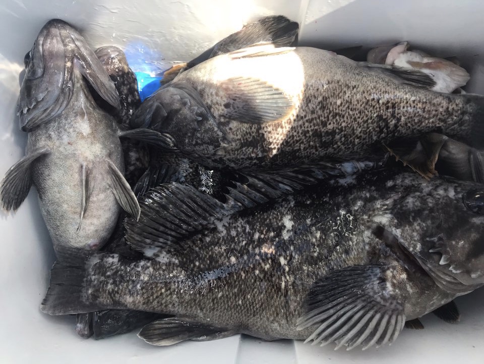 4월17일 한울피싱 우럭 조황!!