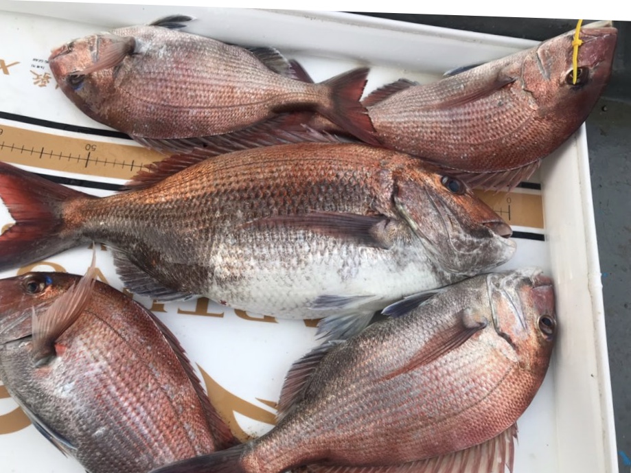 5월25일 한울피싱 참돔 타이러버 조황!!