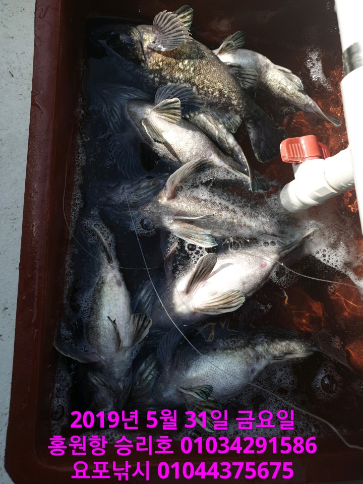 5월31일 승리호 선장님 생미끼 짬낚시 조황입니다!!