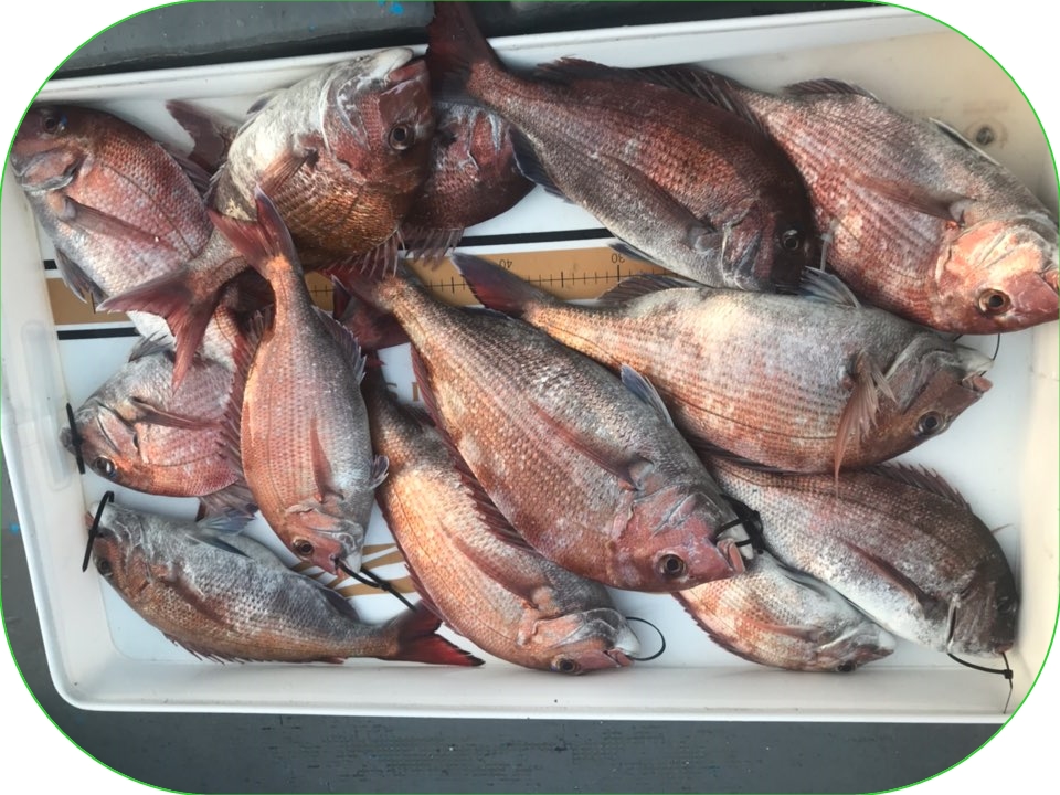 5월31일 한울피싱 4분의 흡~족~한 참돔 타이러버 조황!!