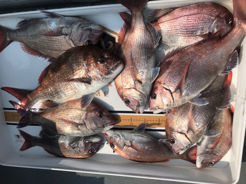 5월16일 한울피싱 2분의 참돔 마릿수 조황 굿~굿~~