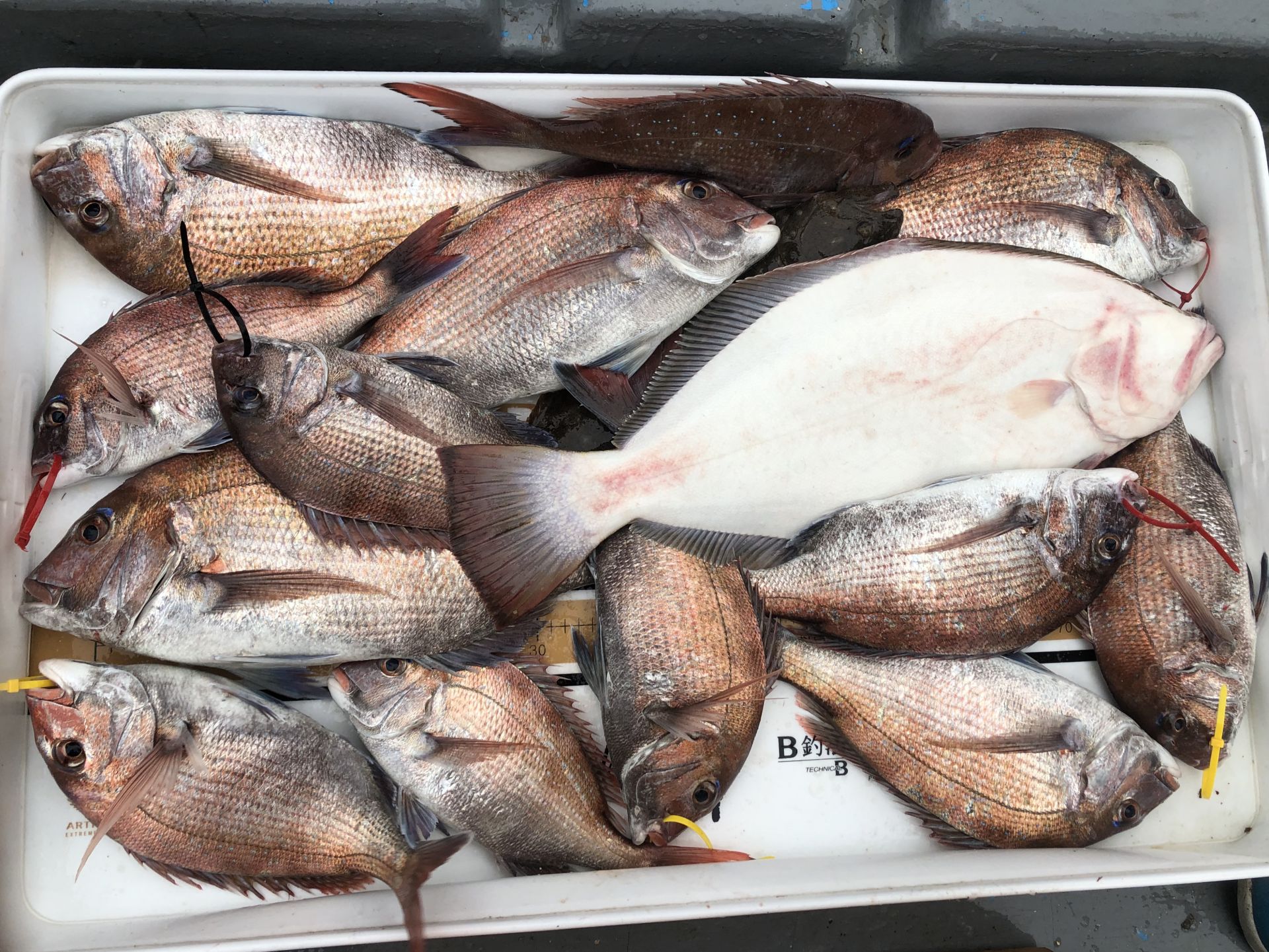 5월26일 한울피싱 참돔 타이러버 조황!~!