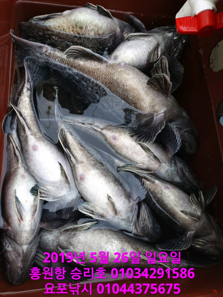 5월26일 승리호 생미끼 광어&우럭 조황!!