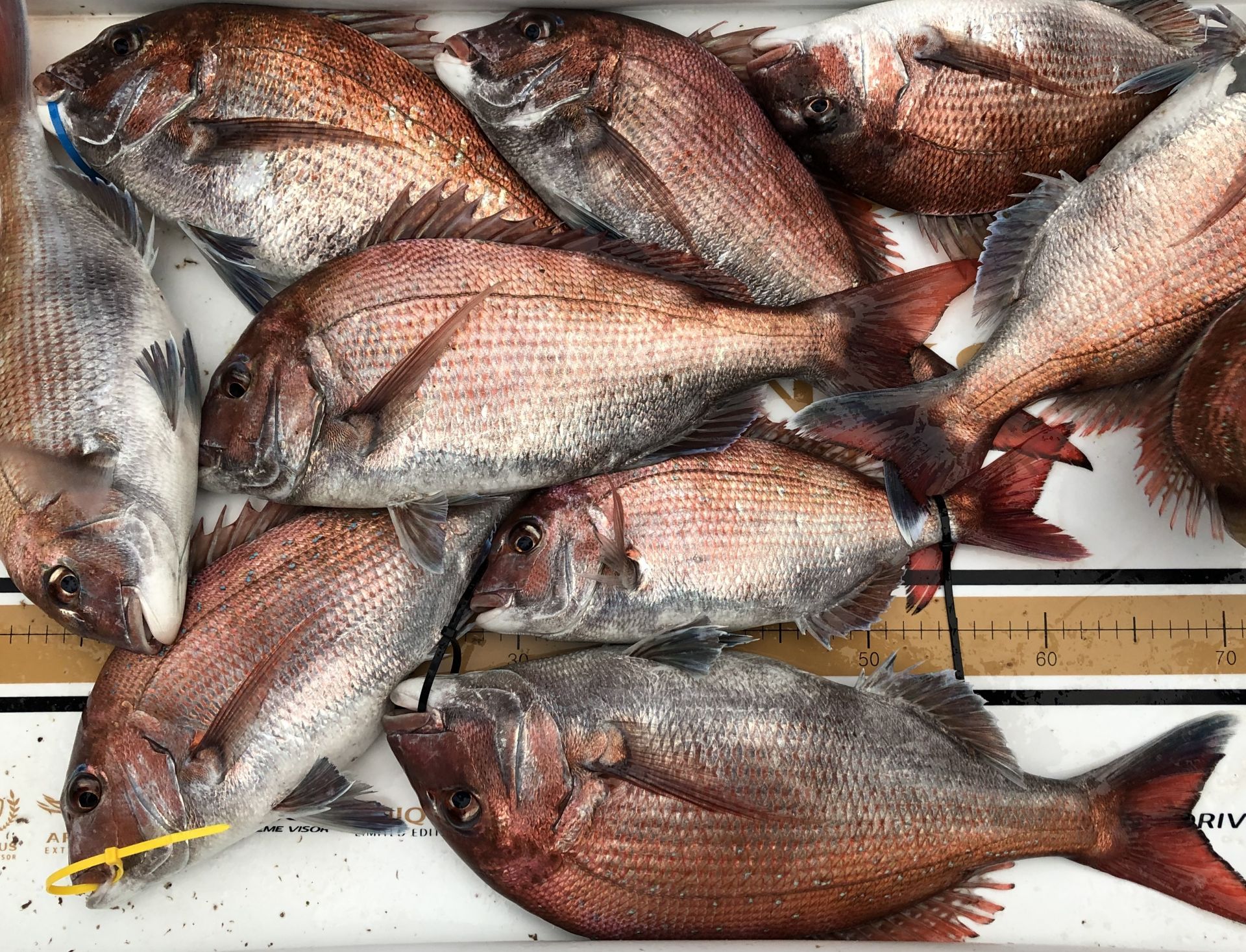 5월19일 한울피싱  우중에도 참돔  준수한 씨~알~로 마릿수  만~족~~