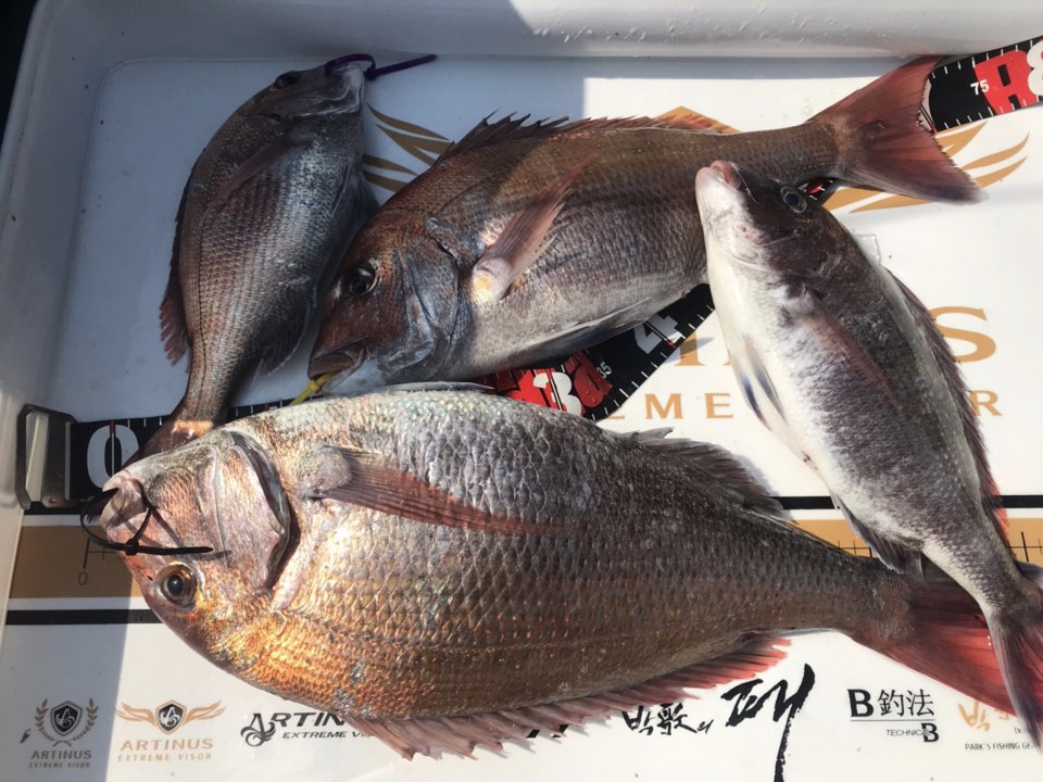 5월24일 한울피싱 미녀사냥 조황!!