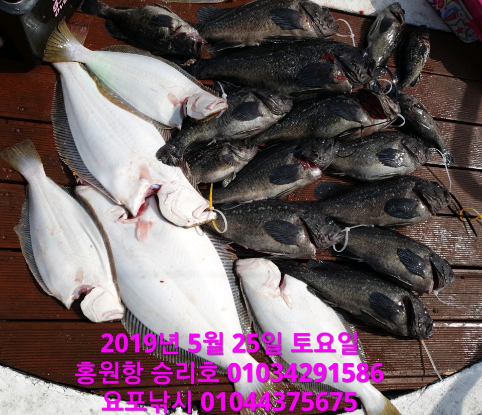 5월25일 승리호 ~생미끼~ 광어&우럭 성공적인 첫출조 조황입니다!!
