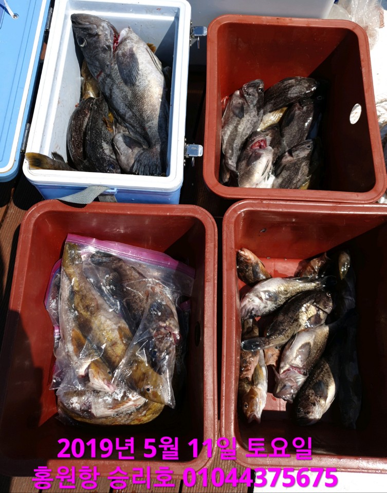 5월11일 승리호 첫출조 우럭 쿨러 조황!!