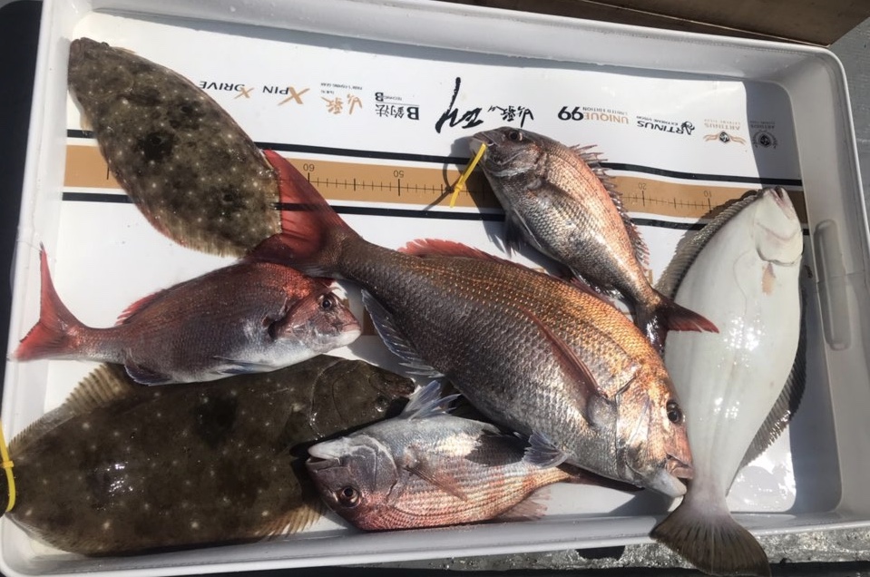 5월29일 한울피싱 참돔 타이러버 조황1!