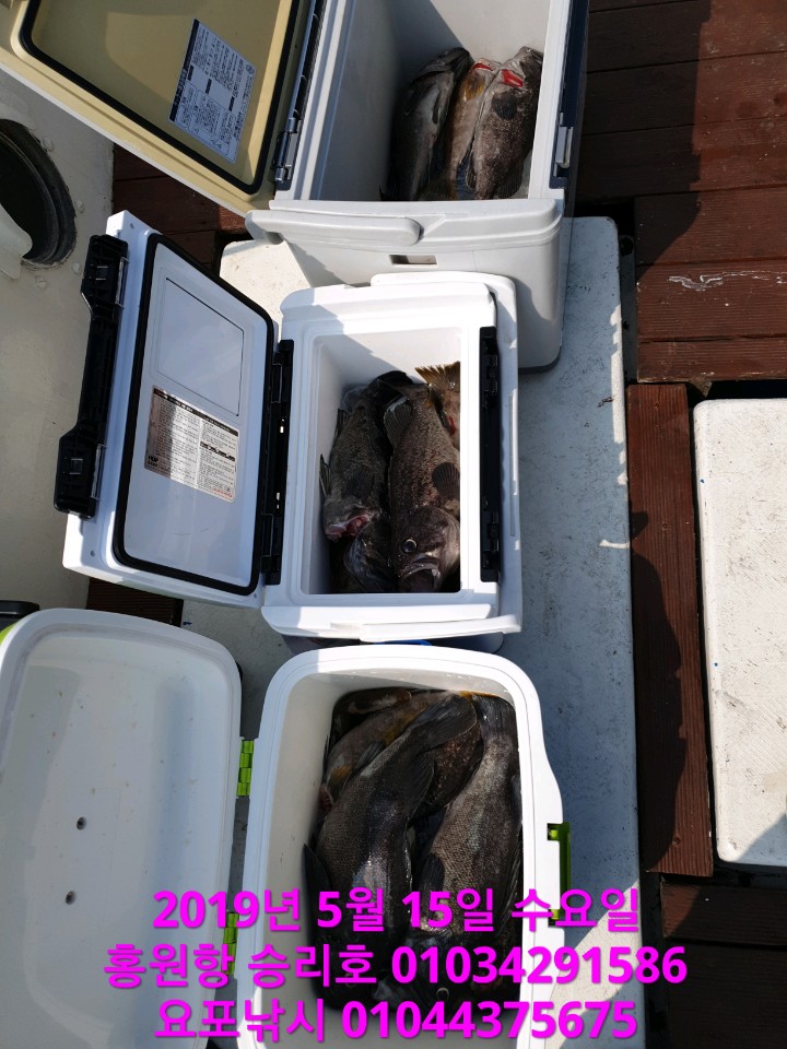 5월15일 승리호 3분의 왕우럭 만~족~한 쿨러 조황!!