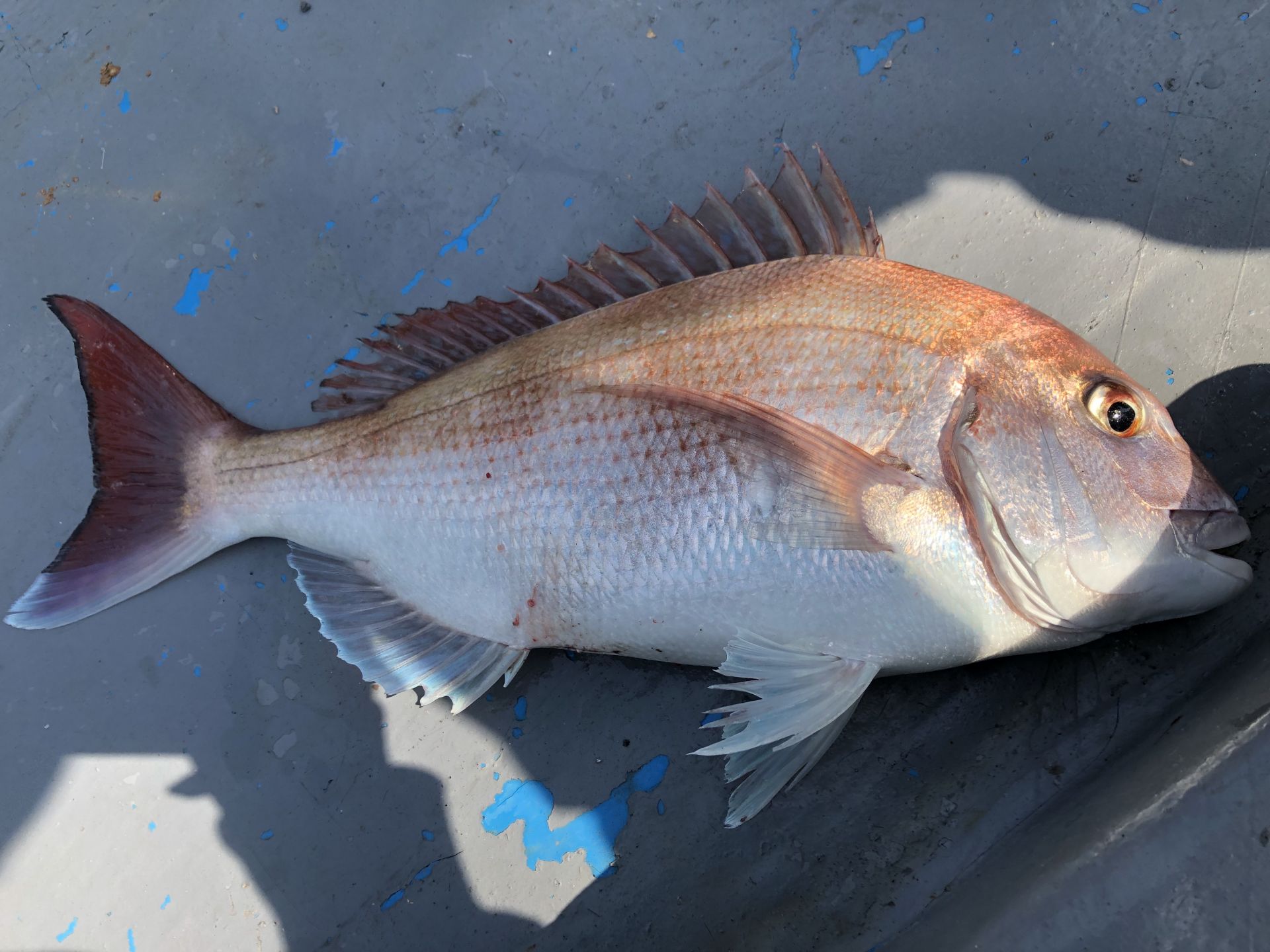 5월5일 한울피싱 오늘도 미녀헌팅 성공!!