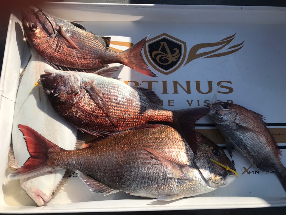 5월23일 한울피싱 참돔 조황!!