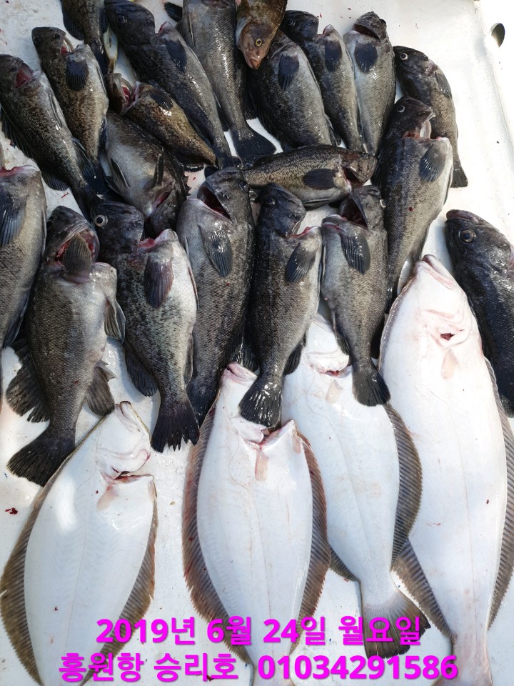 6월24일 홍원항 요포선단 승리호 2분의 조사님과 함께한 생미끼 조황입니다!!
