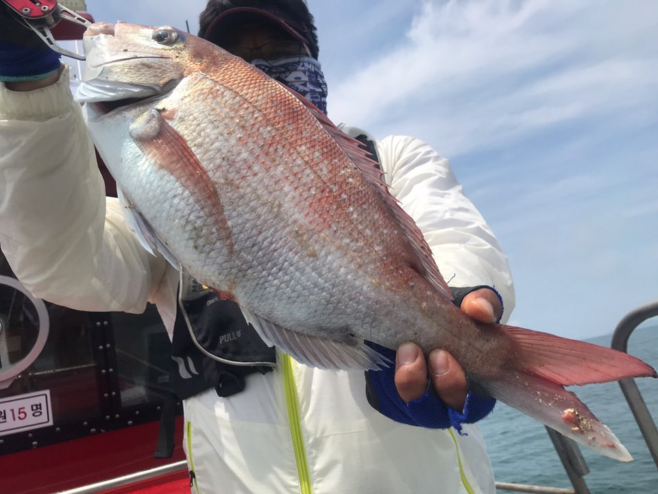 6/17 한울피싱 참돔 조황!!
