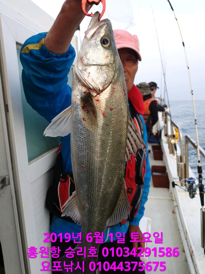 6 월첫째날 승리호 생미끼 (다잡어) 굿~굿~~ 조황!!
