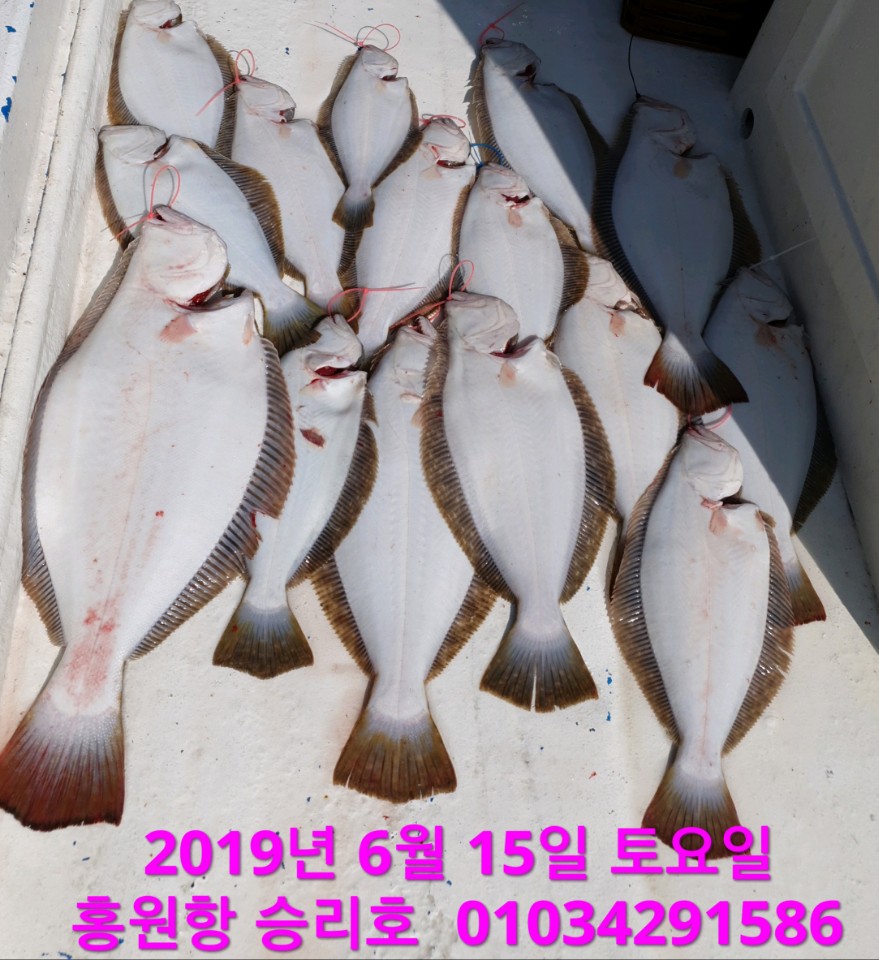 6월15일 승리호 바람과 녀울속에서도 생새우(다잡어) 조황은 만~족~ 합니다!!