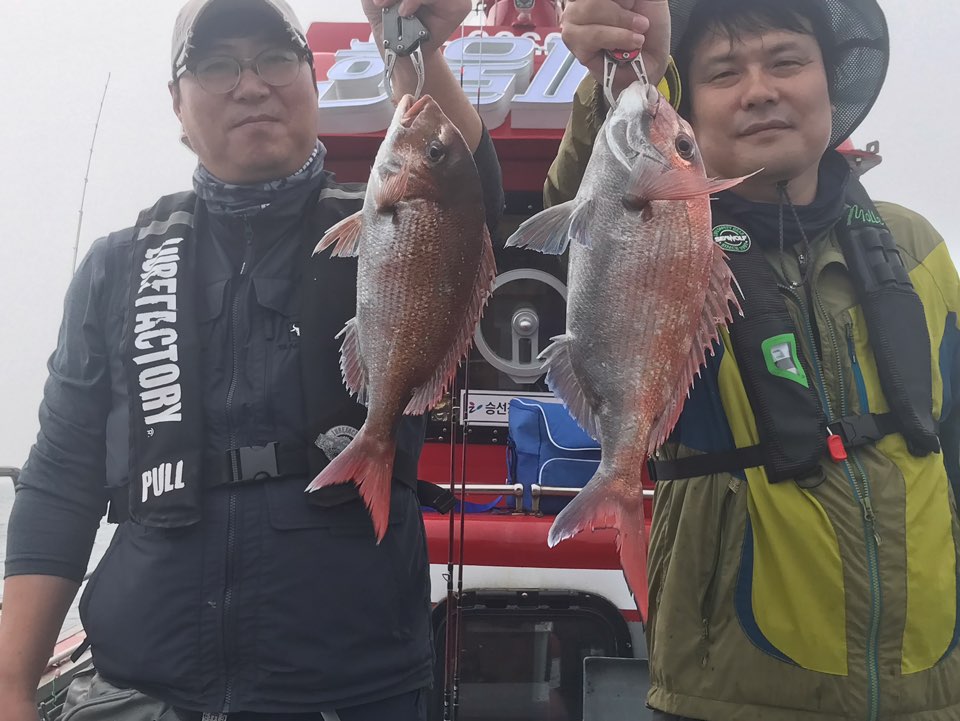 6월18일 한울피싱 3분의 참돔 조황!!