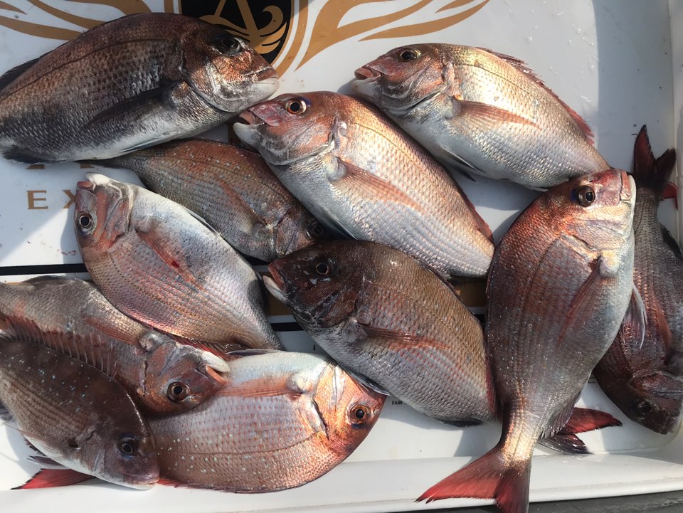 6/8 한울피싱 참돔 단체출조도 만~족~~!!