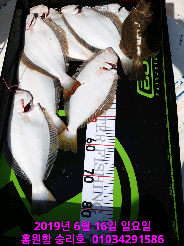 6월16일 승리호 생미끼 조황!!