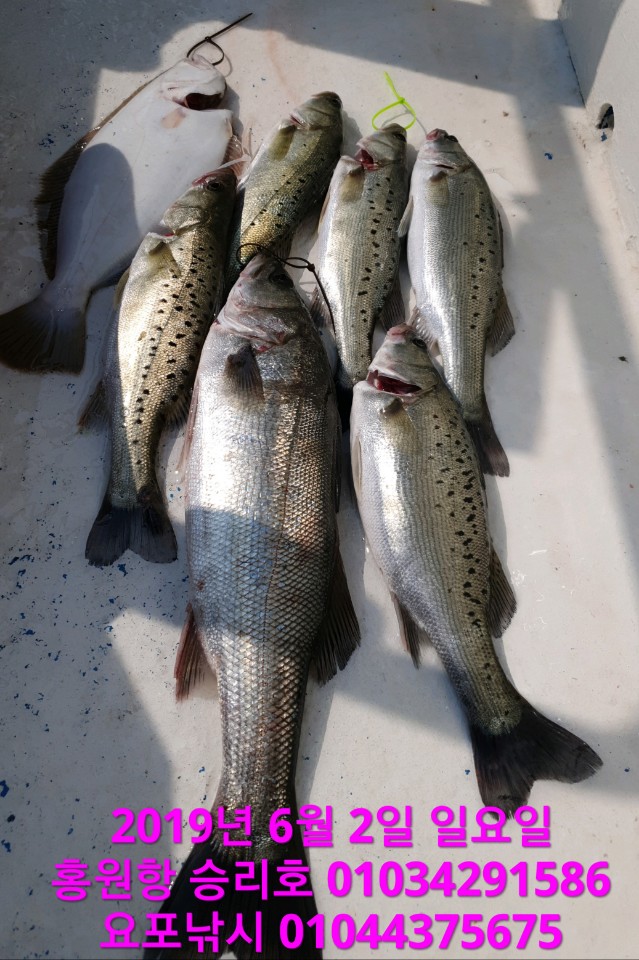 6월2일 승리호 생미끼 조황입니다!!