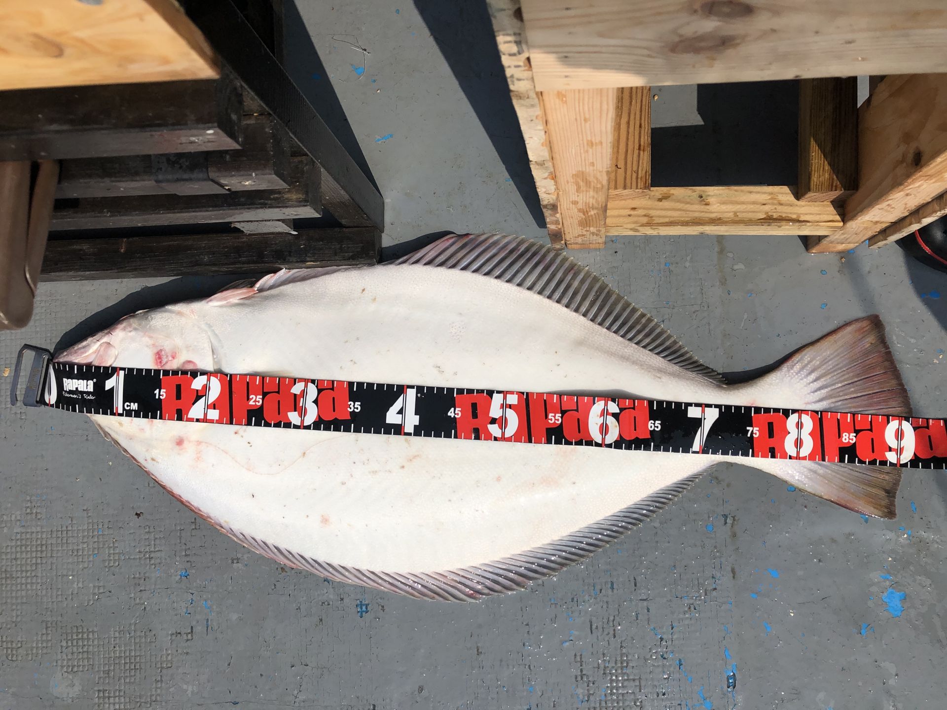 6월15일 한울피싱 91센티 대광어 구경하세요!!^^^^^^