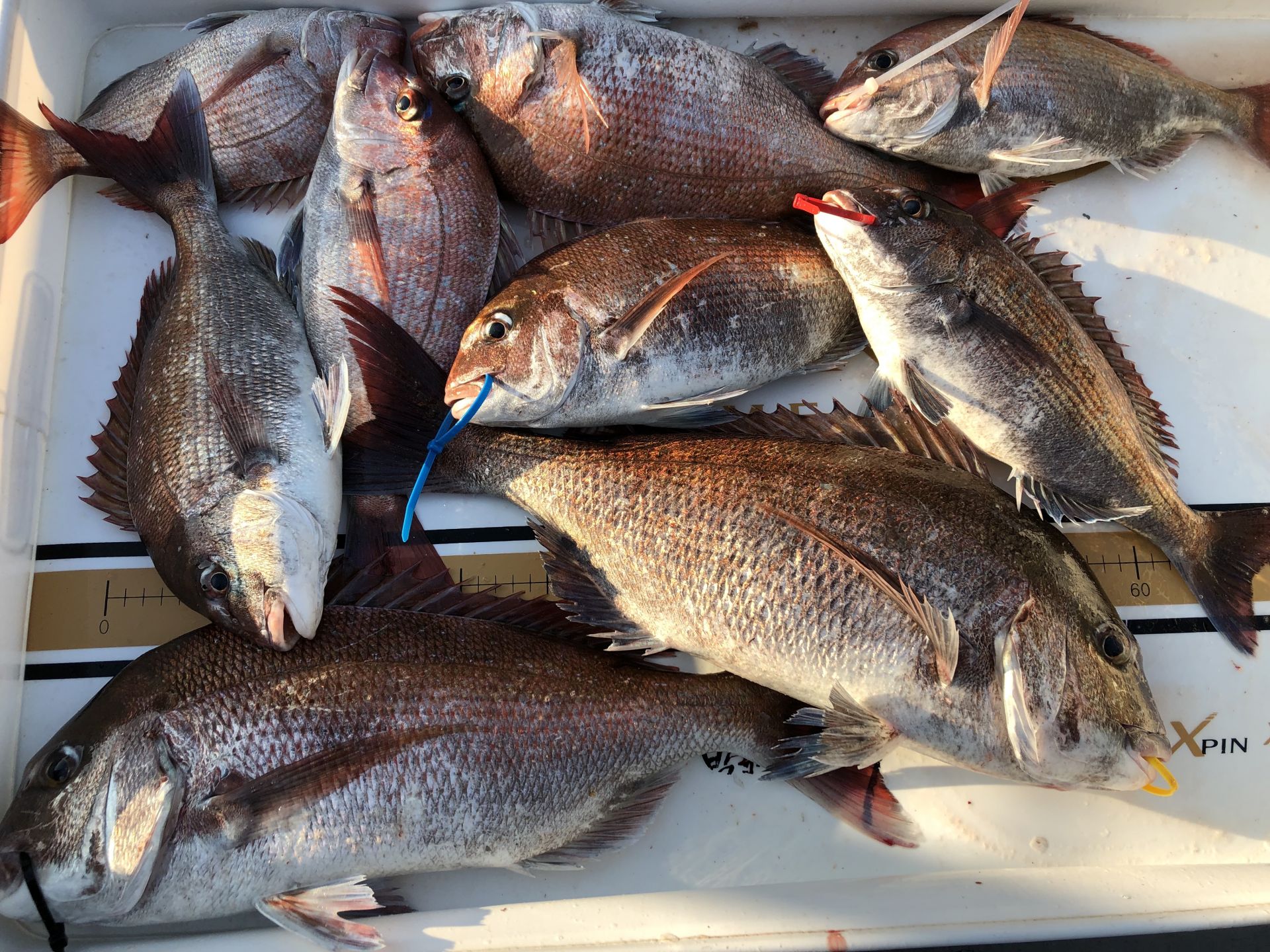 6월 23일 한울피싱 참돔 타이러버 조황!!