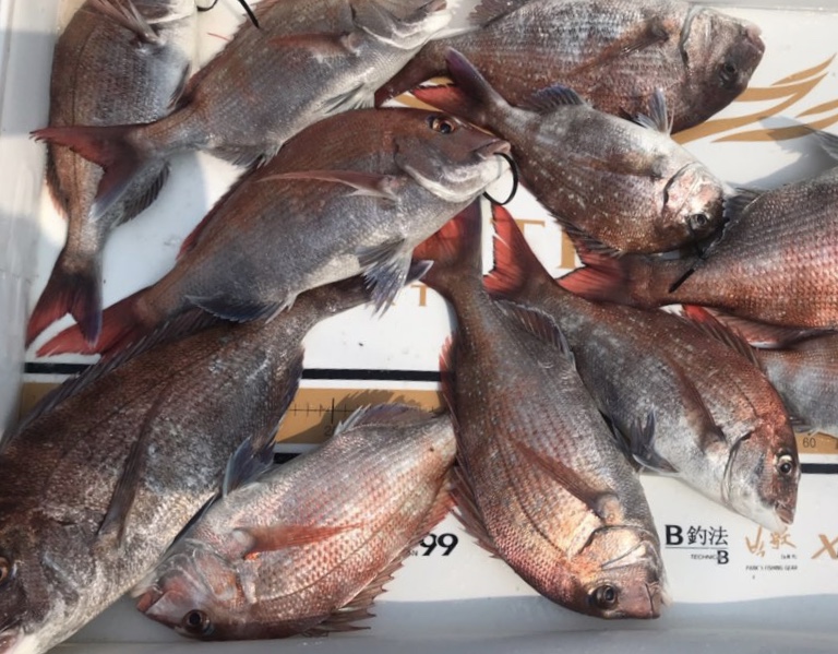 6월19일 한울피싱 3분의 조사님 참돔 굿~굿~~ 조황!!