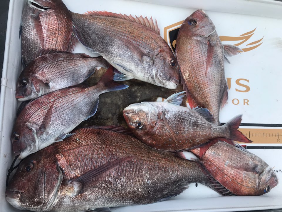 6월14일 한울피싱 참돔 타이러버 조황!!