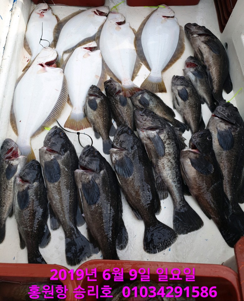 6월9일 승리호 생미끼 4분의 만~족~한 조황입니다!!