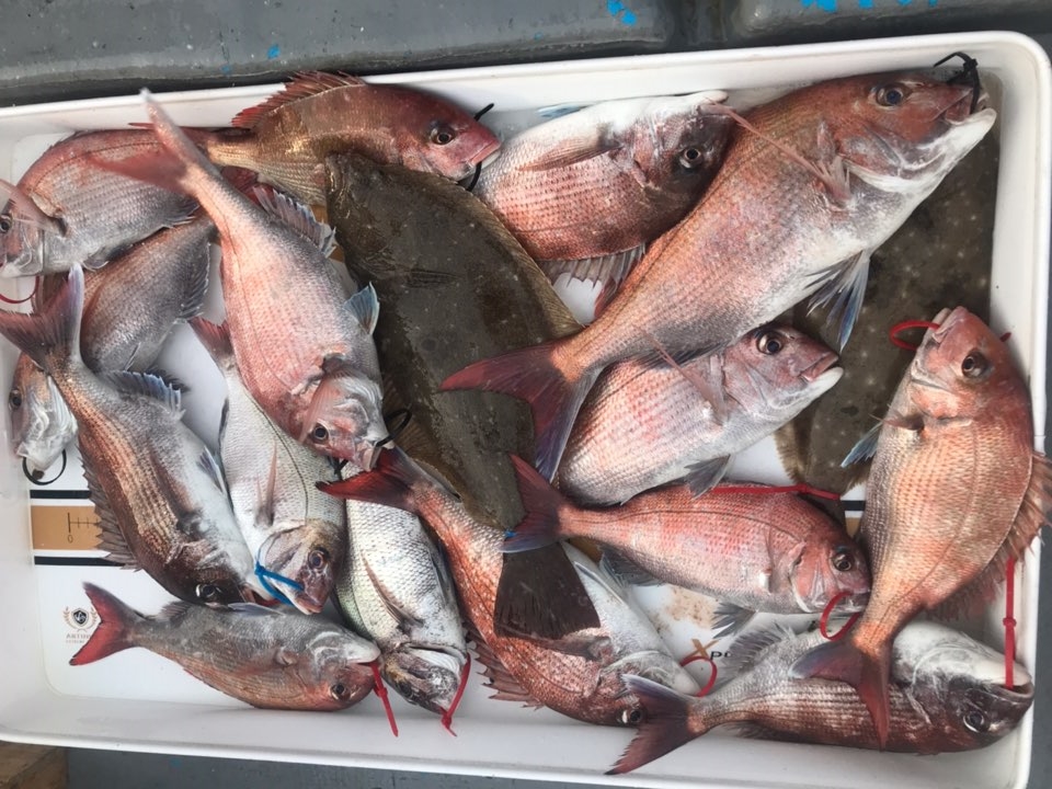 6월9일 한울피싱 참돔 타이러버 조황!! 굿~굿~~