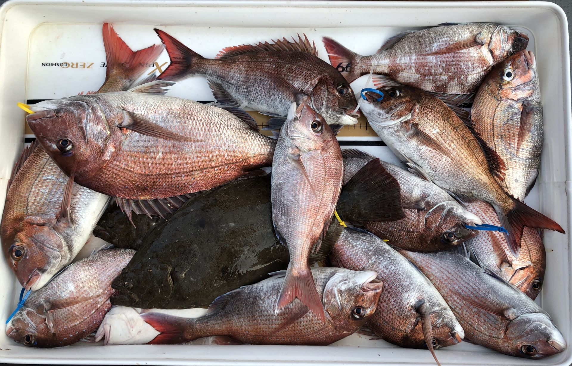 6월2일 한울피싱 참돔 타이러버 조황!!