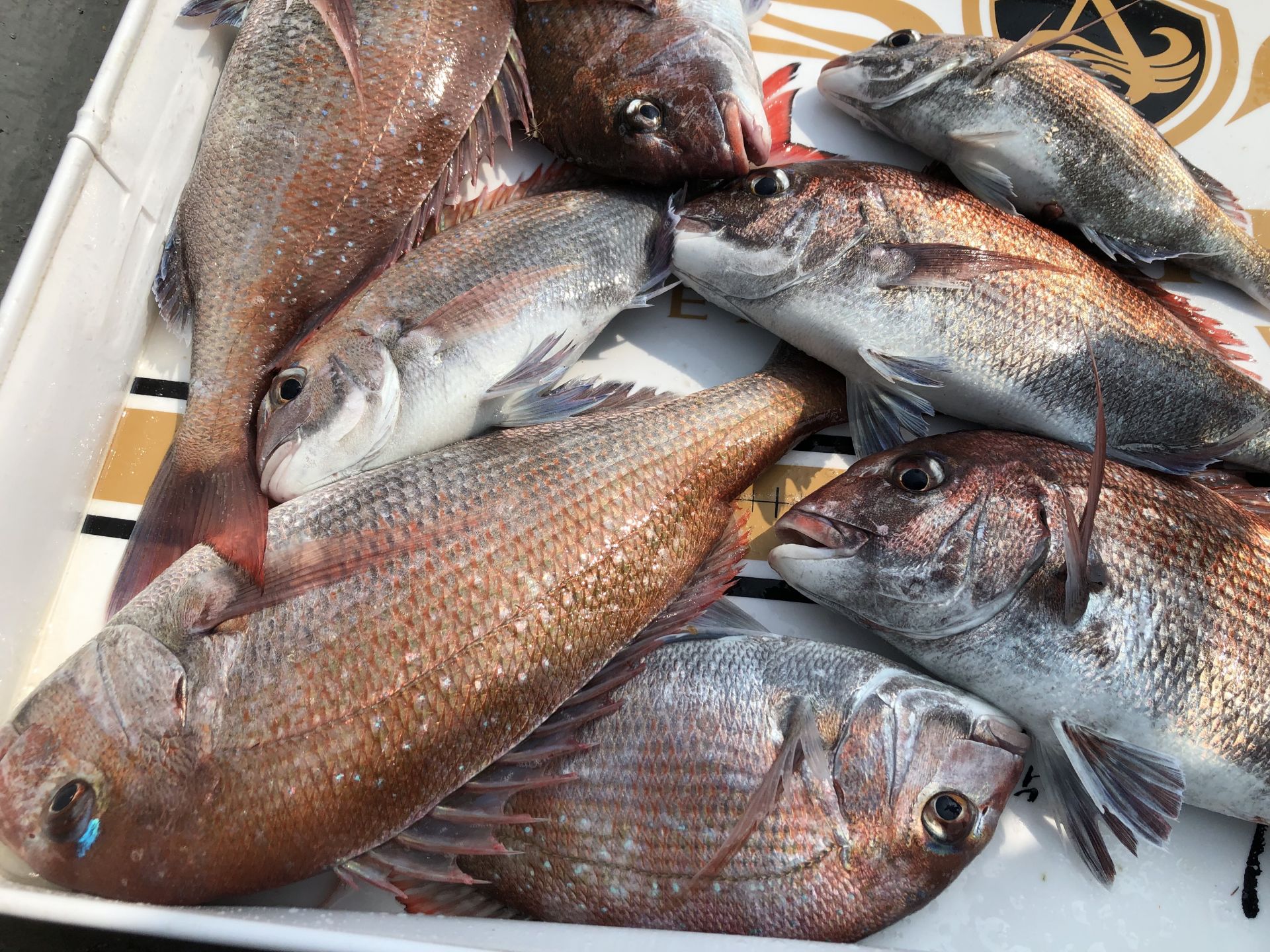 6월22일 한울피싱 2분과 함께한 참돔 만~족~한 조황!!