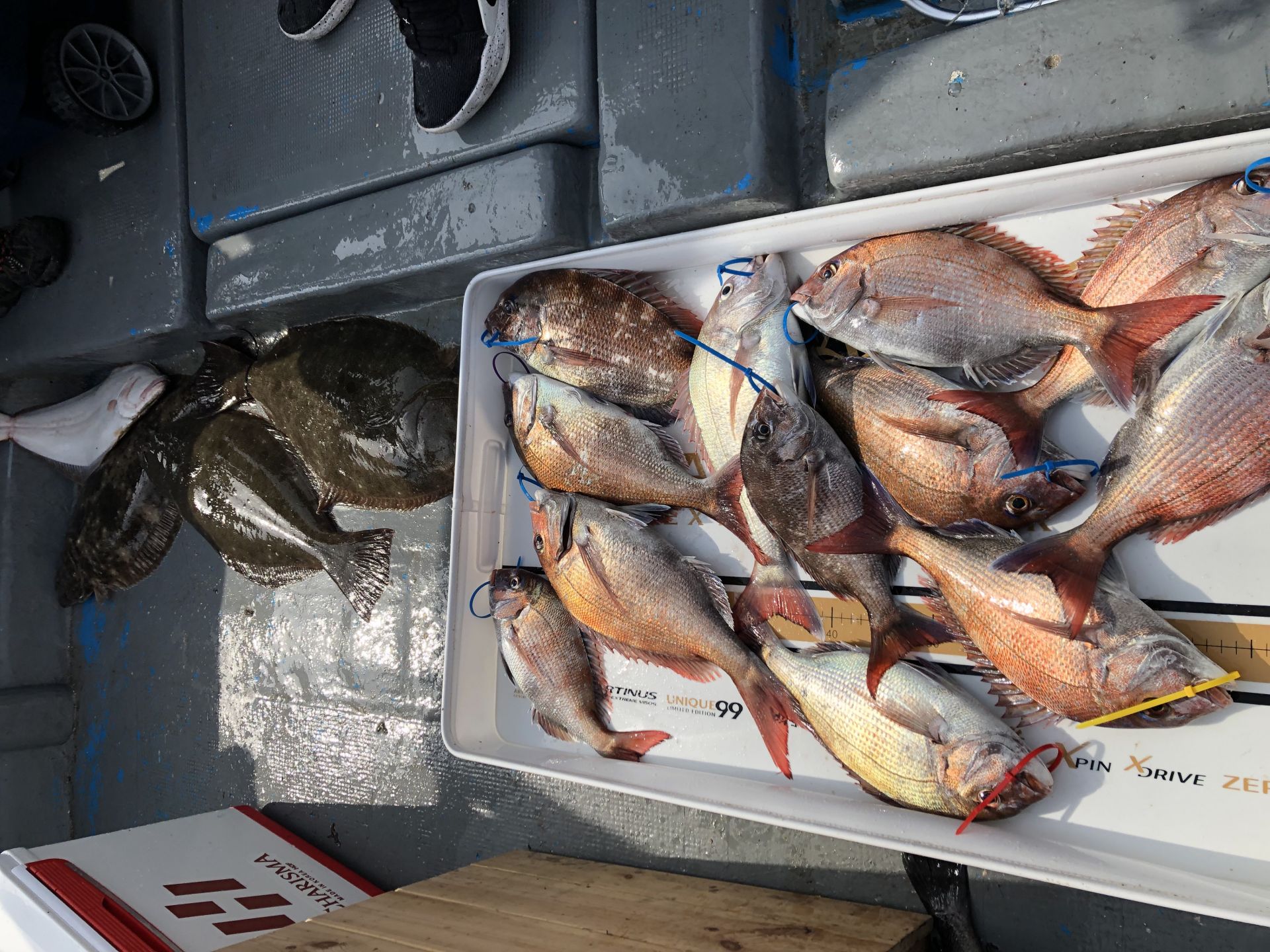 6월1일 한울피싱 참돔 타이러버 조황에  대광어까지기분좋은 조황!!