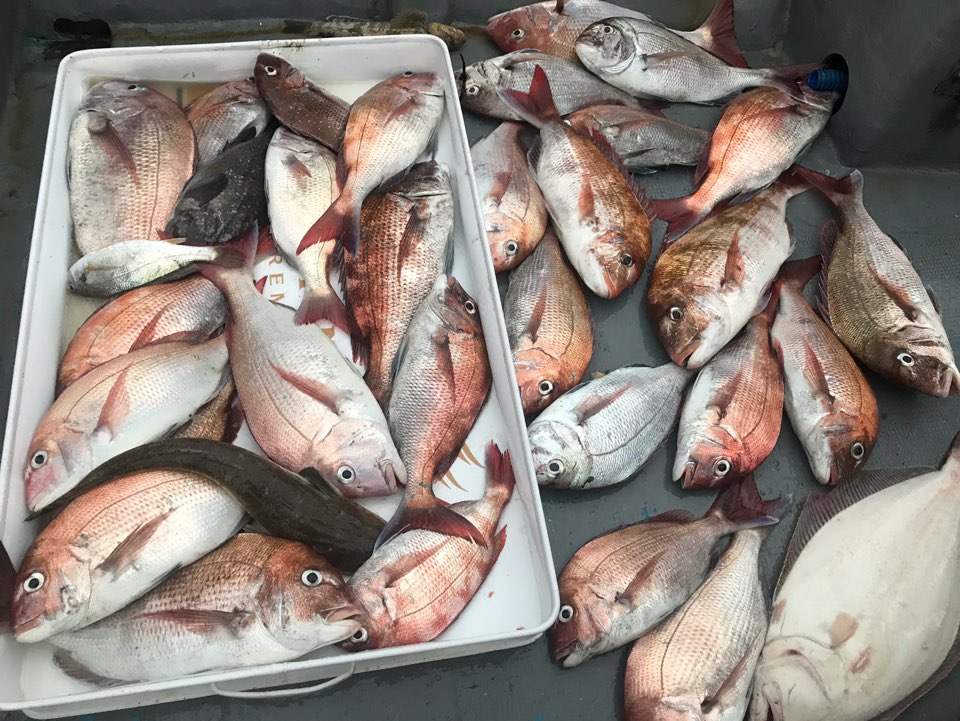 7월17일 한울피싱 참돔 타이러버 완~벽~한 굿~~` 조황입니다!!