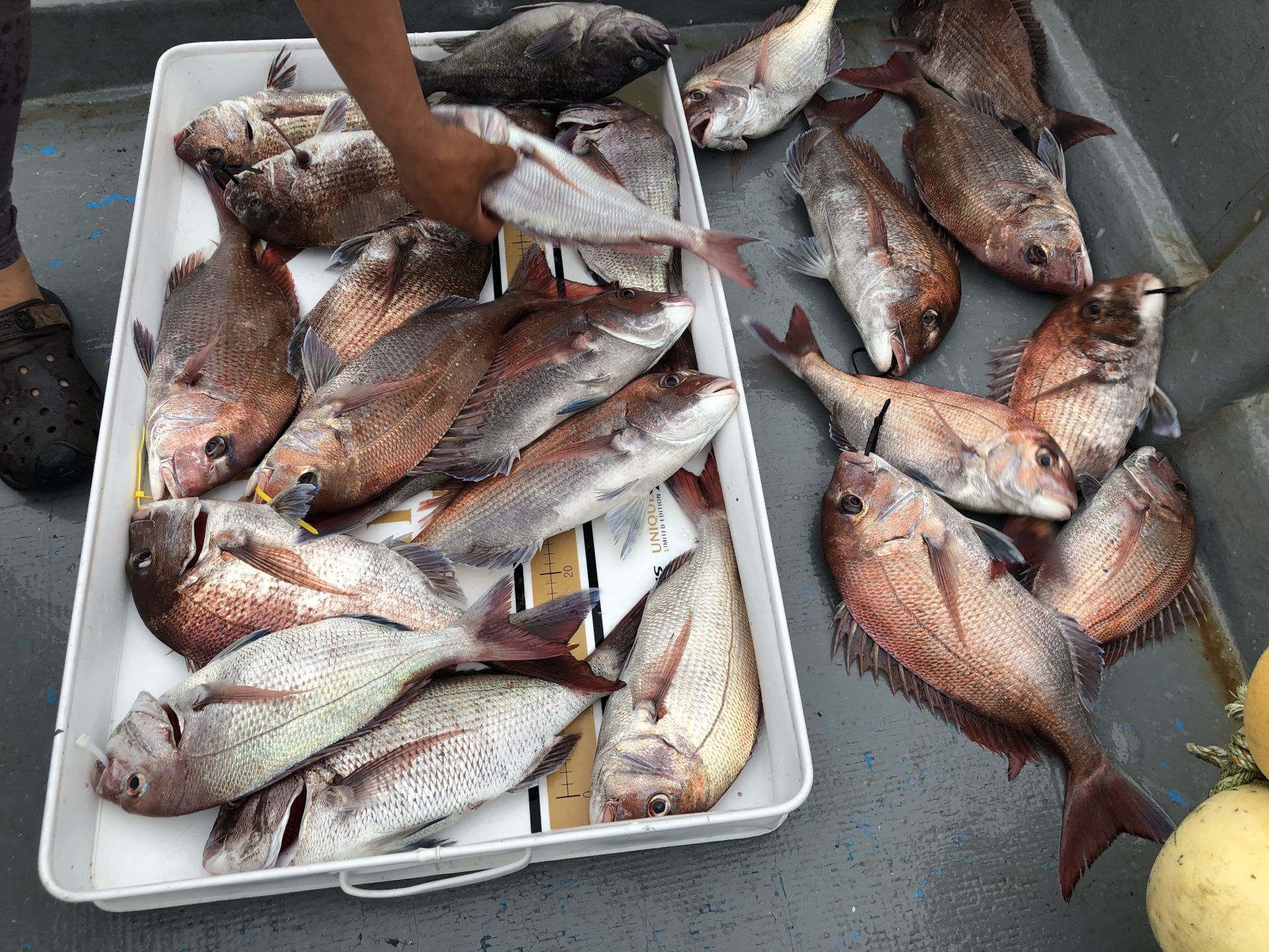 7월27일 한울피싱 참돔 타이러버!  홧~팅~~~ 조황!!