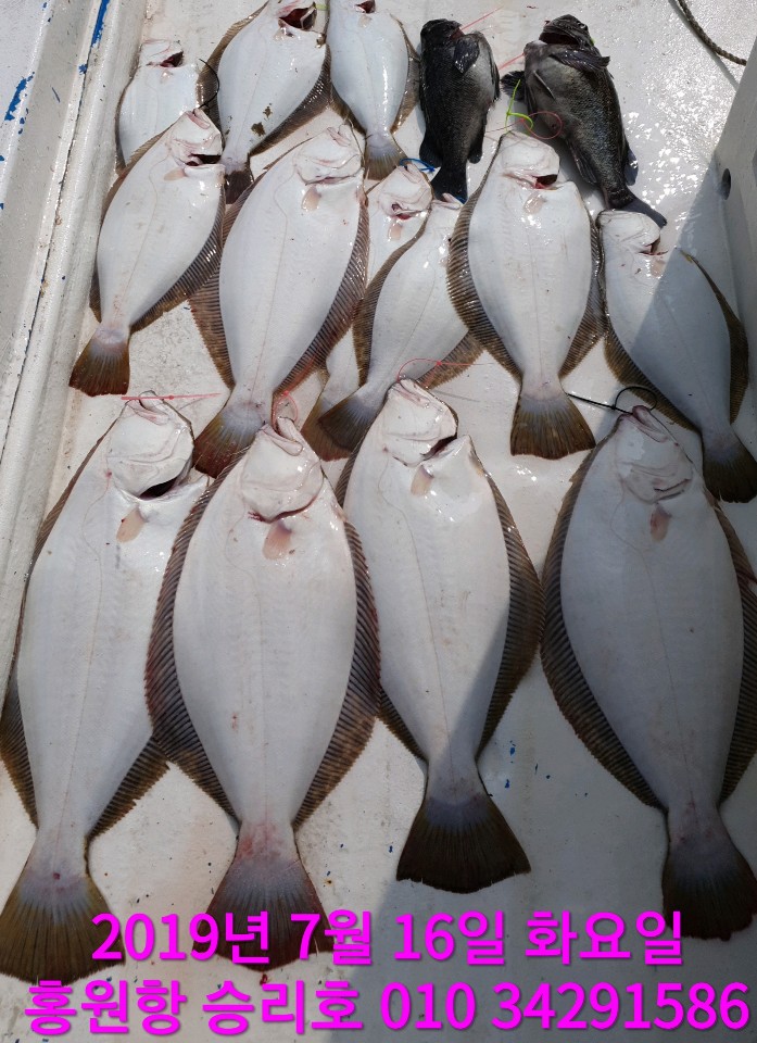 7월16일 승리호 생미끼 조황!!