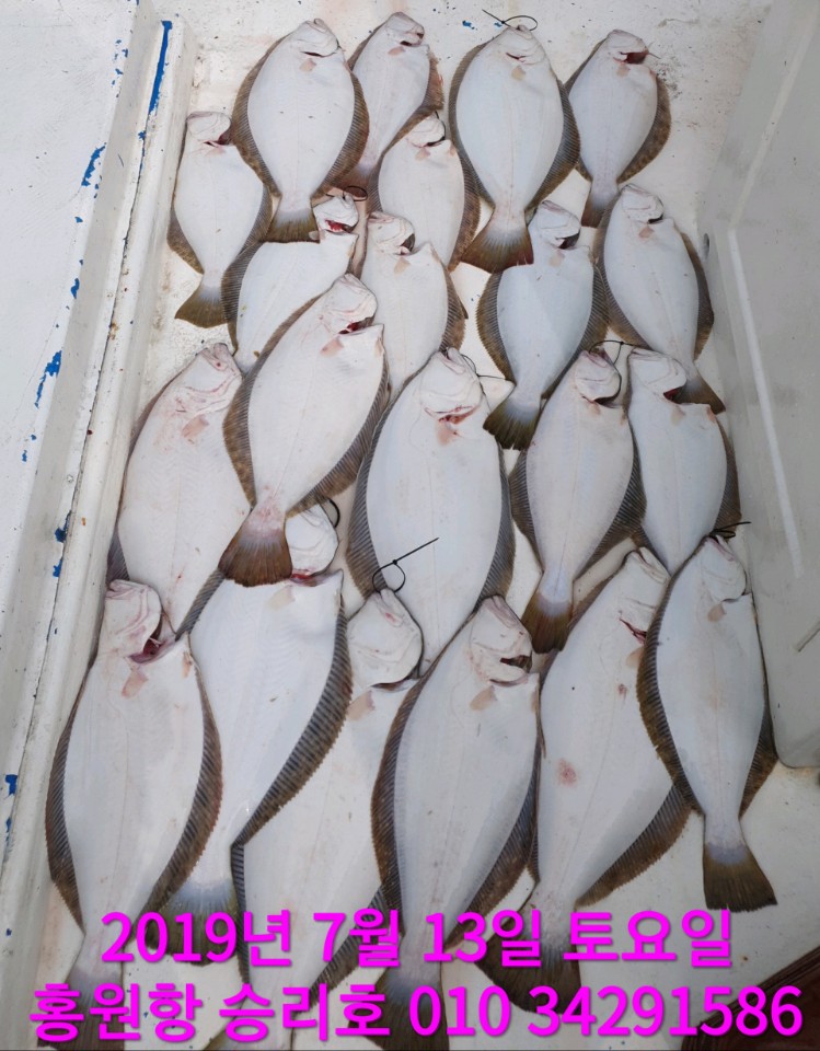 7월13일 승리호 생미끼  광어&우럭 조황!! 굿~굿~~